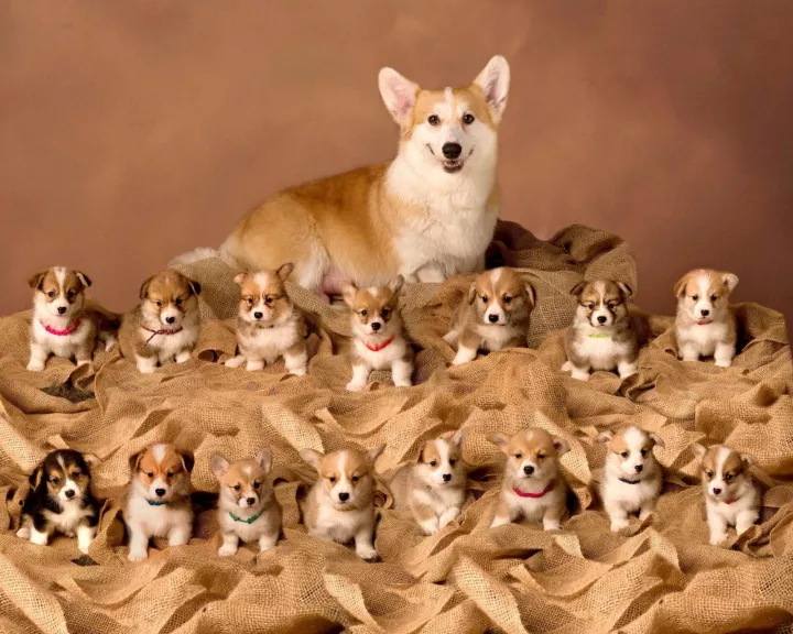 How a Korean Company is Making Money from Animal Cloning